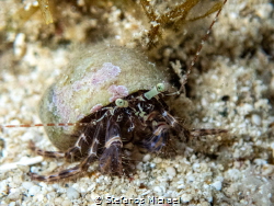 Pagurus anachoretus by Stefanos Michael 